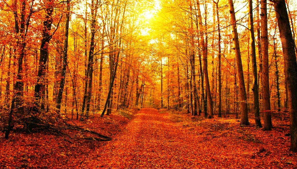 Celebración del Día Internacional de los Bosques