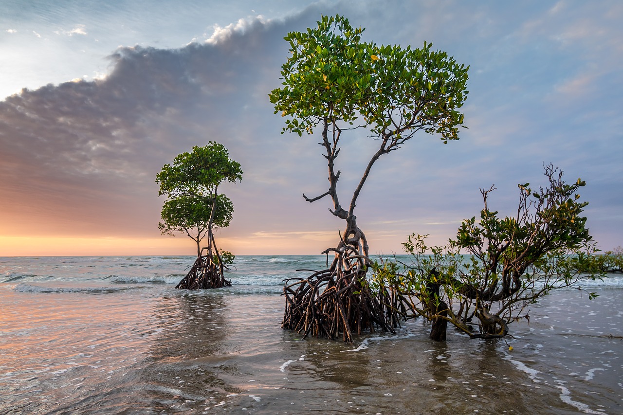 MANGLARES: minas de oro en biodiversidad.