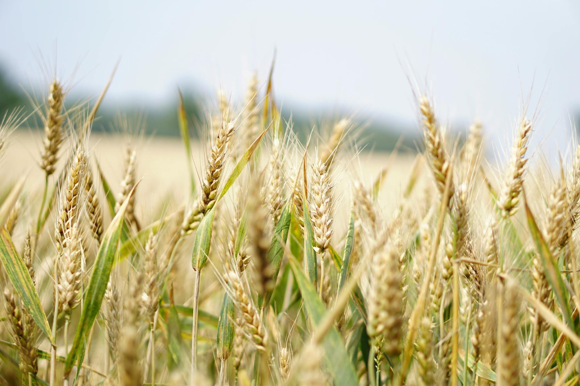 Agricultura y Cambio Climático: Desafíos y Oportunidades para las PYMES